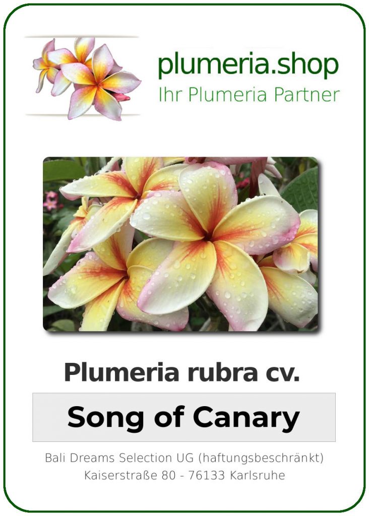 Plumeria rubra cv. "Song of Canary" - unbewurzelter Steckling