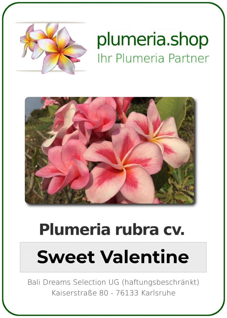 Plumeria rubra "Sweet Valentine"