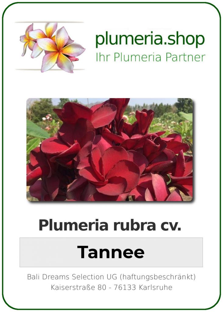 Plumeria rubra cv. "Tannee" - unbewurzelter Steckling