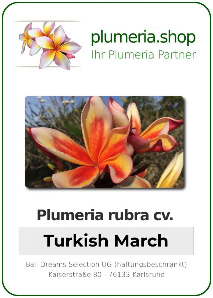 Plumeria rubra "Turkish March"