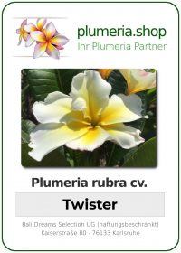 Plumeria rubra - "Twister"