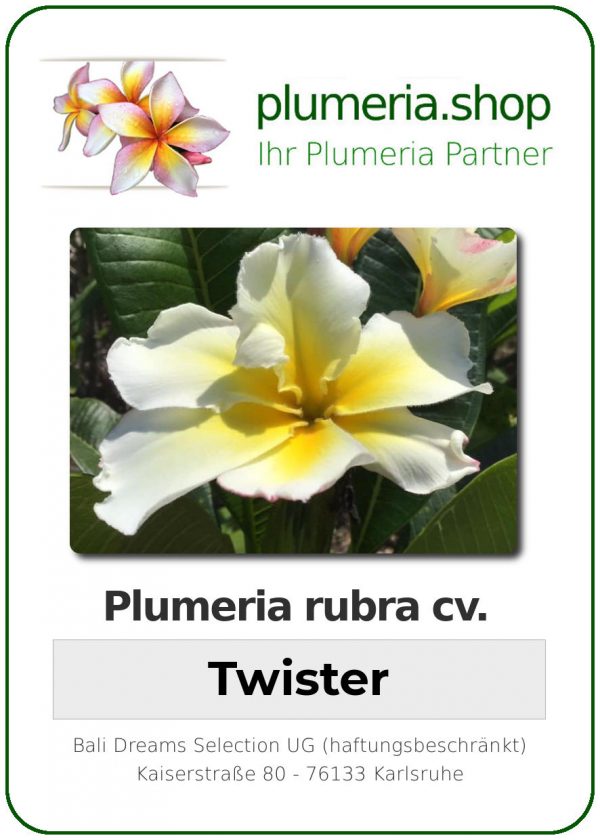 Plumeria rubra - "Twister"