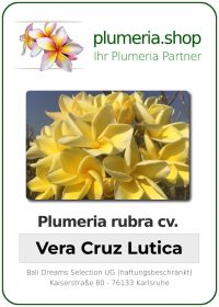 Plumeria rubra - &quot;Vera Cruz Lutica&quot;