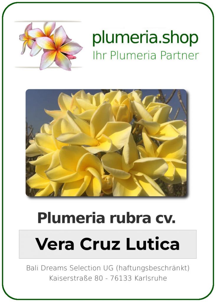 Plumeria rubra "Vera Cruz Lutica"