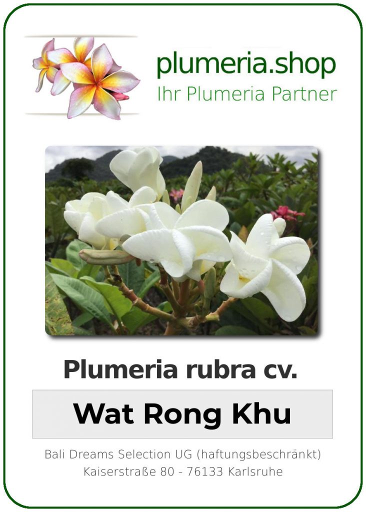 Plumeria rubra cv. "Wat Rong Kun" - unbewurzelter Steckling