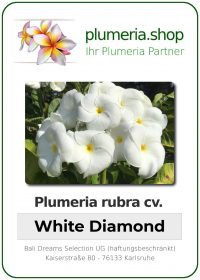 Plumeria rubra - "White Diamond"