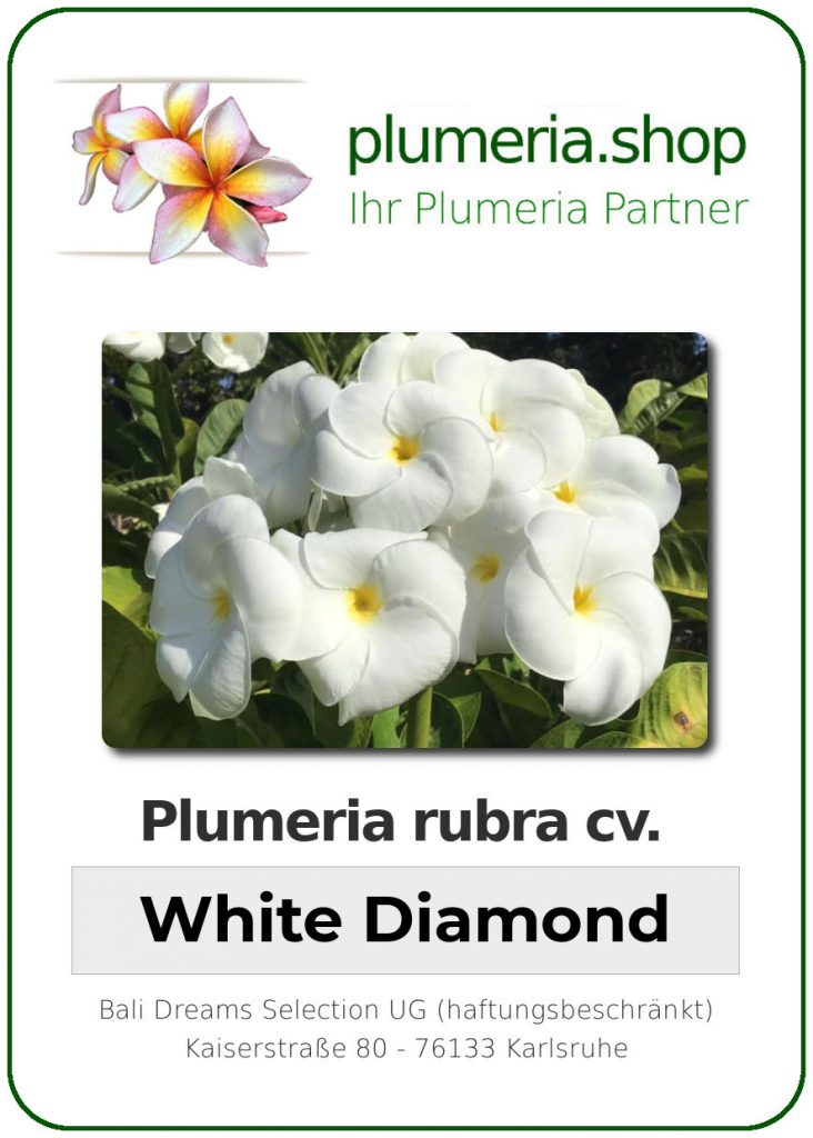Plumeria rubra cv. "White Diamonds" - unbewurzelter Steckling