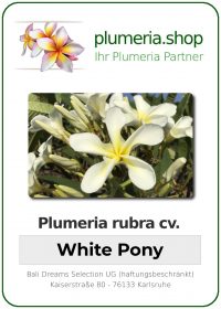 Plumeria rubra - "White Pony"