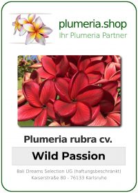 Plumeria rubra - "Wild Passion"