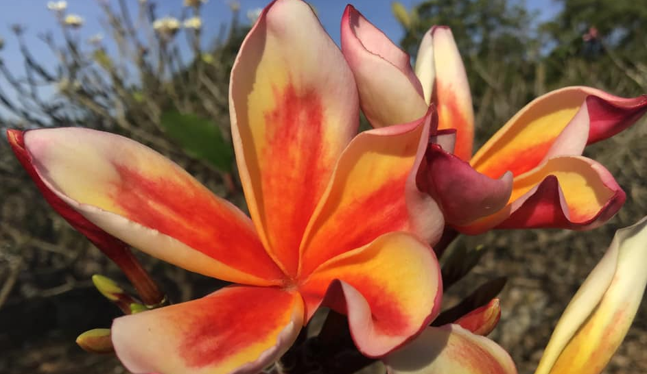 Plumeria rubra cv. "Turkish March" - unbewurzelter Steckling