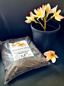 Topf und Erde für wurzelnackte Plumeria Pflanzen
