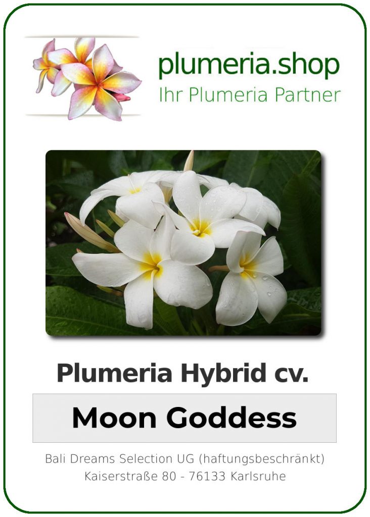 Plumeria Hybrid "KJ Moon Goddess"