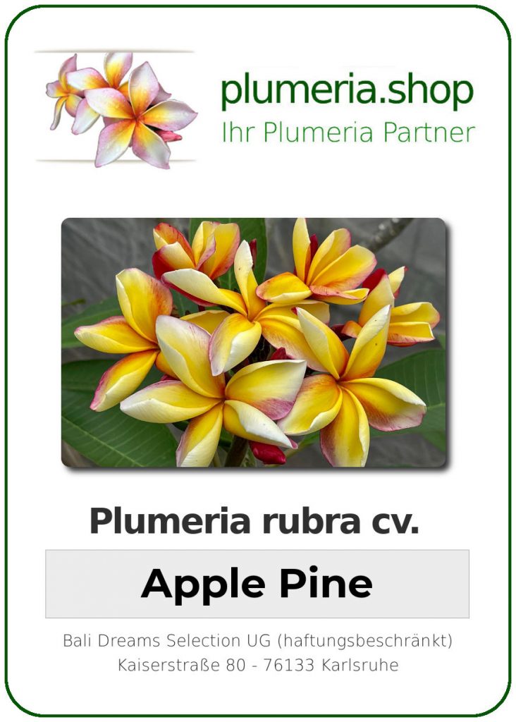 Plumeria rubra "Apple Pine"