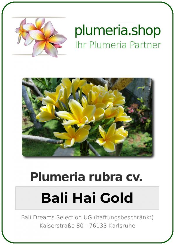 Plumeria rubra - "Bali Hai Gold"