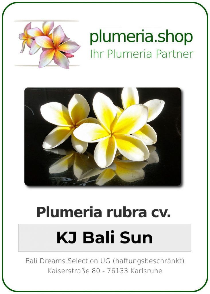 Plumeria rubra "KJ Bali Sun"