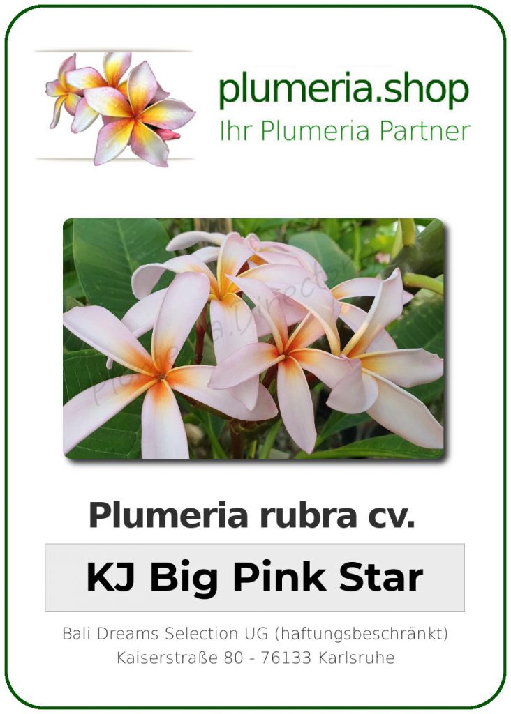 Plumeria rubra "KJ Big Pink Star"