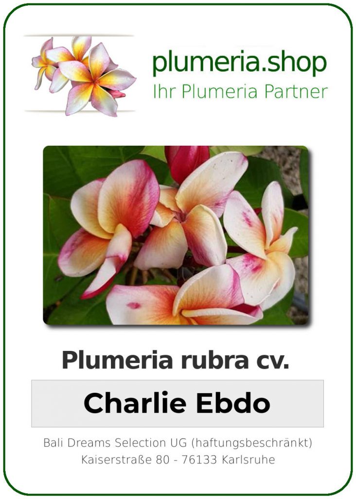 Plumeria rubra "Charlie Ebdo"