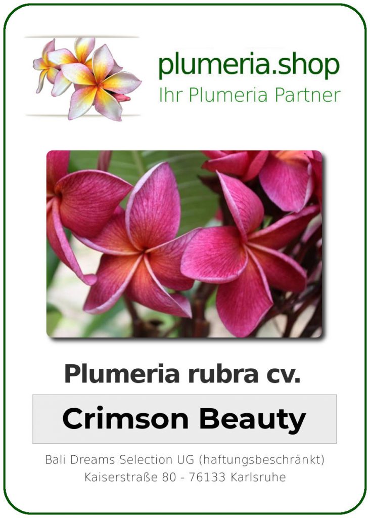 Plumeria rubra "Crimson Beauty"
