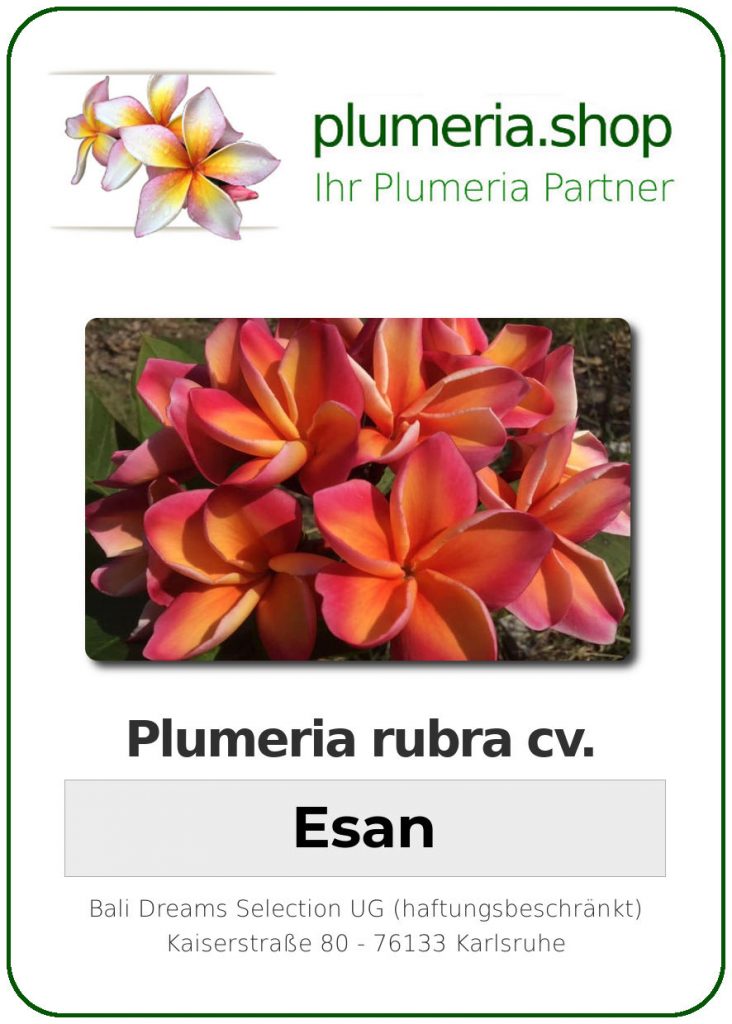Plumeria rubra "Esan"