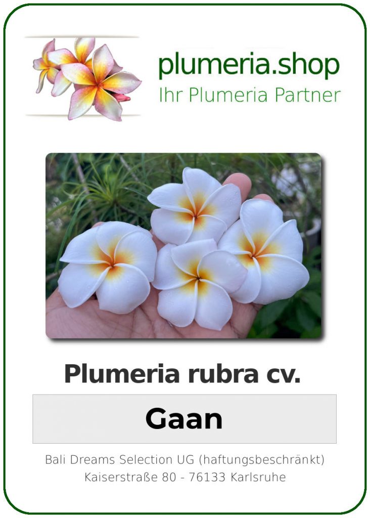 Plumeria obtusa cv. "Gaan" - unbewurzelter Steckling