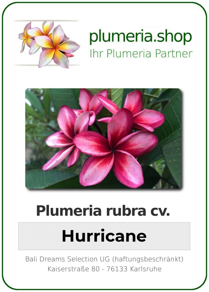 Plumeria rubra "Hurricane"