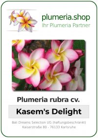 Plumeria rubra - "Kasem's Delight"