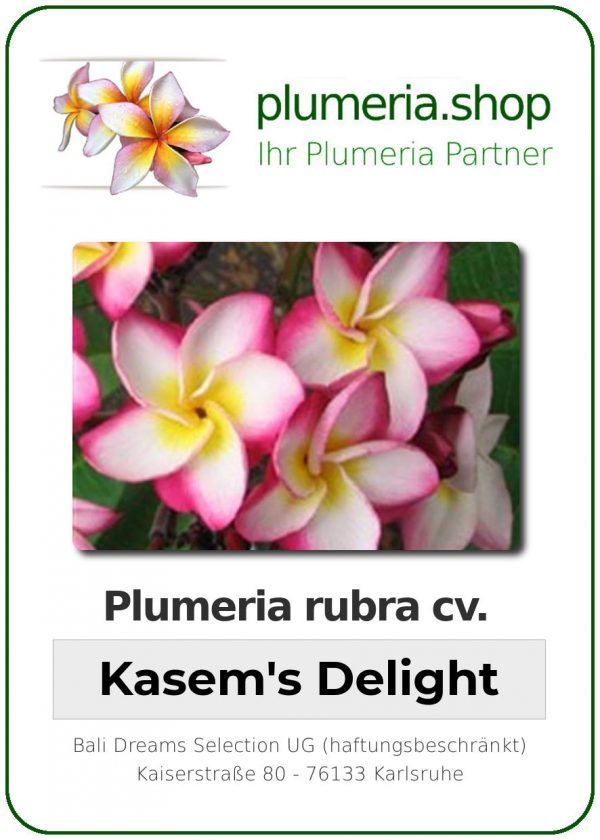 Plumeria rubra - "Kasem's Delight"