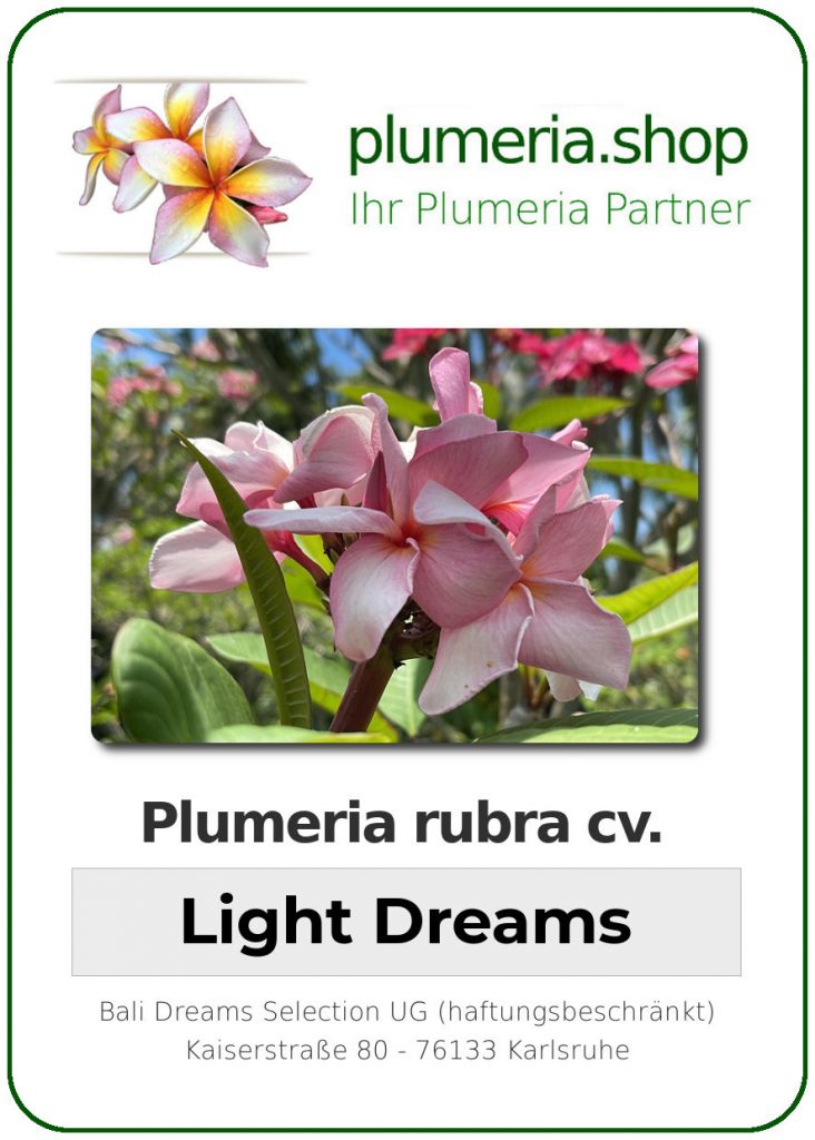 Plumeria rubra "Light Dreams"