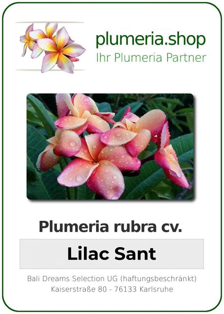 Plumeria rubra "KJ Lilac Sant"