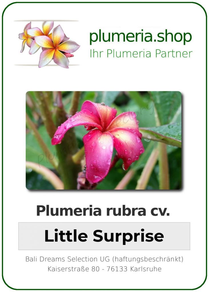 Plumeria rubra "KJ Little Surprise"