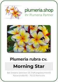 Plumeria rubra - &quot;Morning Star&quot;