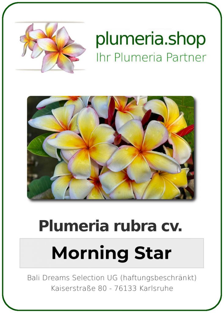 Plumeria rubra "Morning Star"