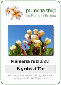 Plumeria rubra - "Nyota d'Or"
