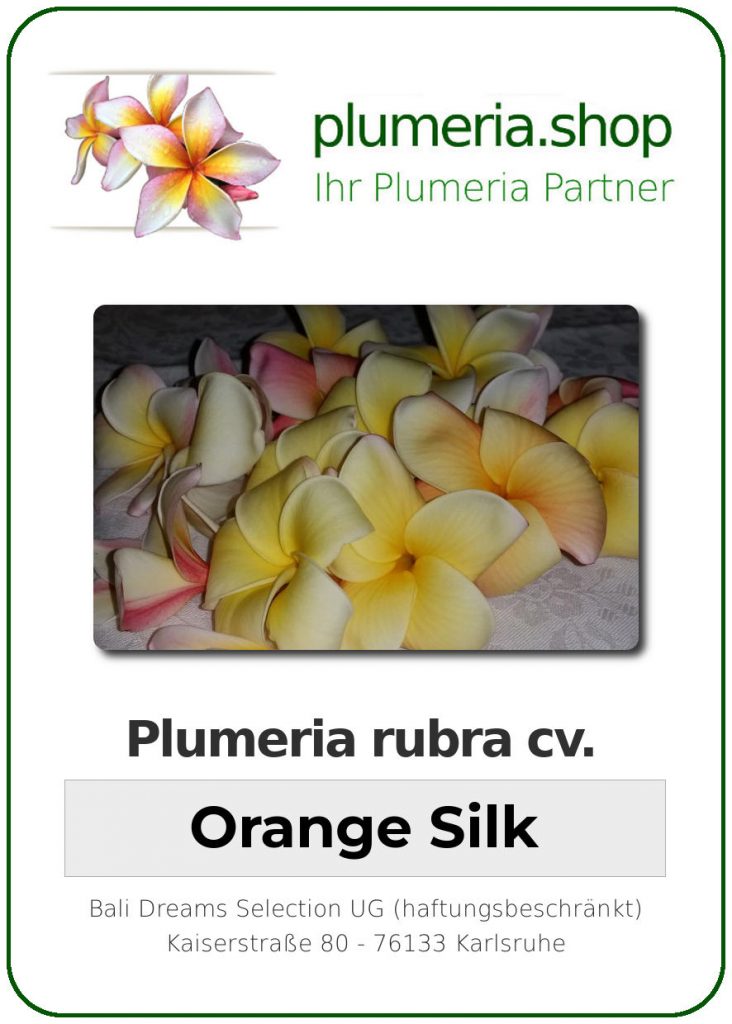 Plumeria rubra "KJ Orange Silk"