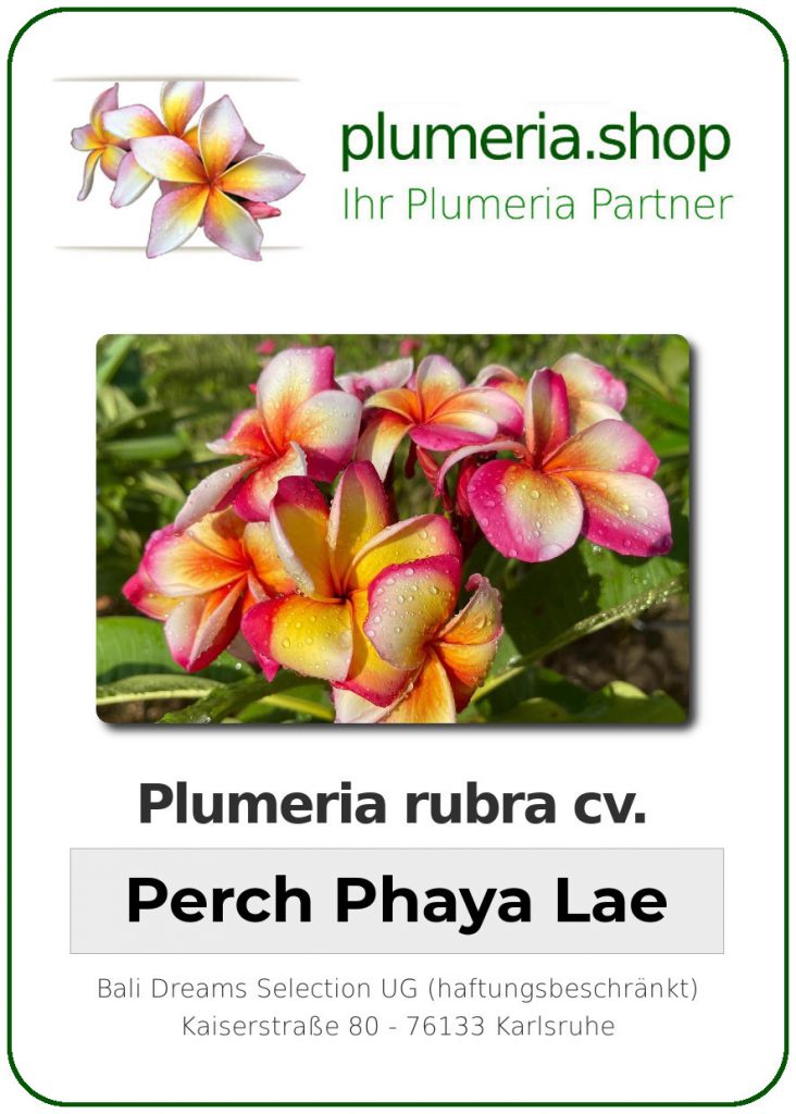Plumeria rubra cv. "Perch Phaya Lae" - unbewurzelter Steckling