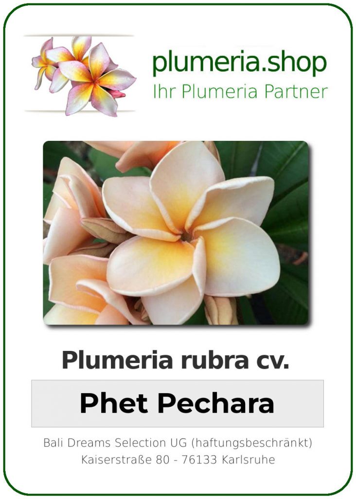 Plumeria rubra "Phet Pechara"