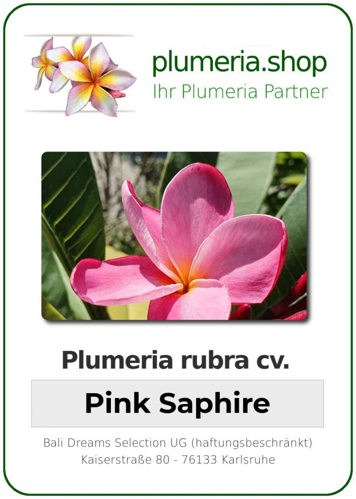 Plumeria rubra "KJ Pink Saphire"