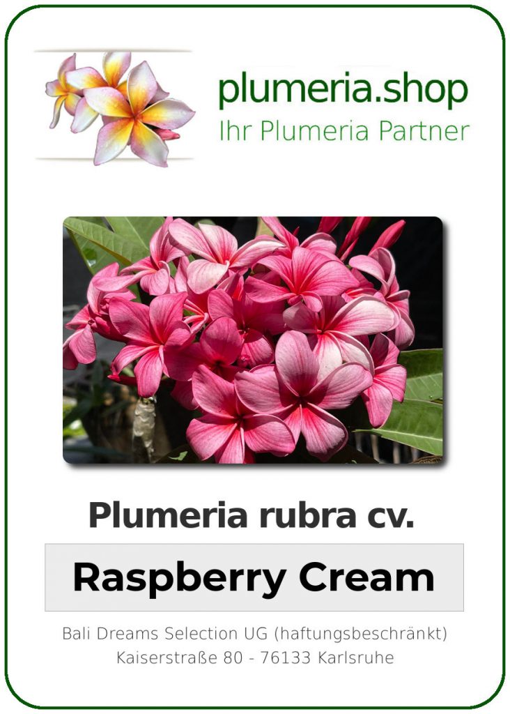 Plumeria rubra "Raspberry Cream"
