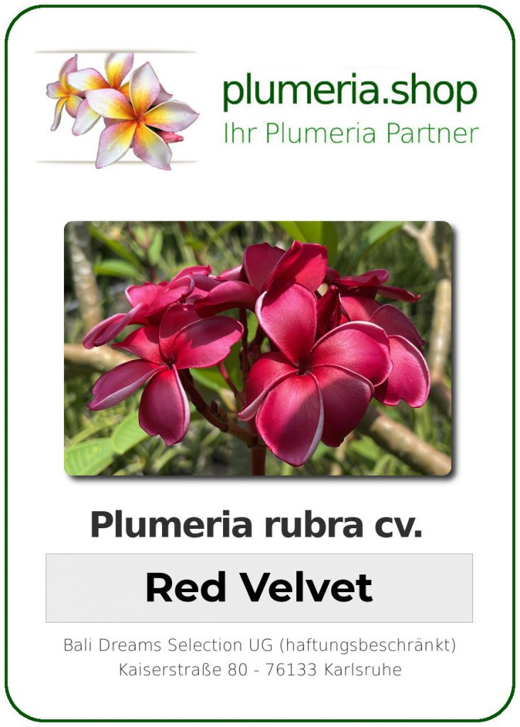 Plumeria rubra cv. "Red Velvet" - unbewurzelter Steckling