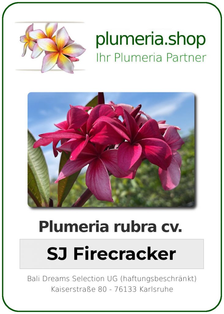 Plumeria rubra cv. "SJ Firecracker" - unbewurzelter Steckling