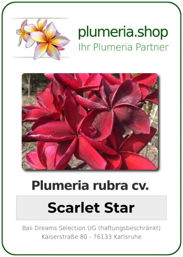 Plumeria rubra - "Scarlet Star"