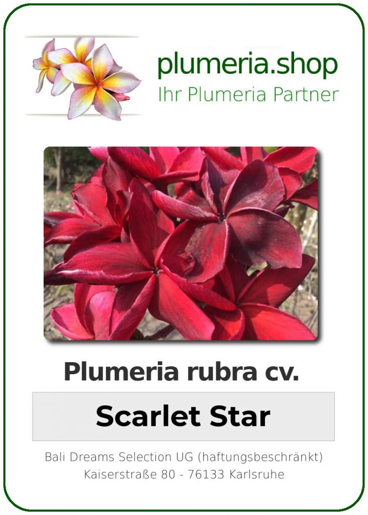 Plumeria rubra "Scarlet Star"