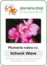 Plumeria rubra - "Schock Wave"