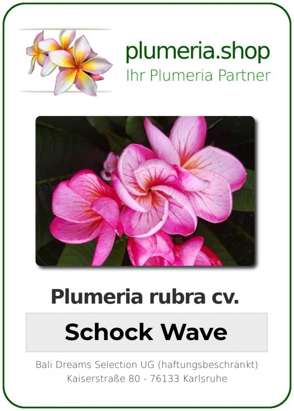 Plumeria rubra - &quot;Schock Wave&quot;