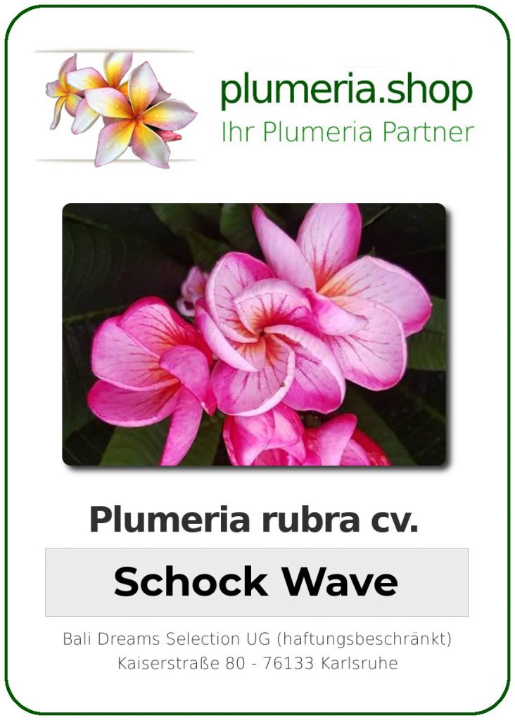 Plumeria rubra "Schock Wave"