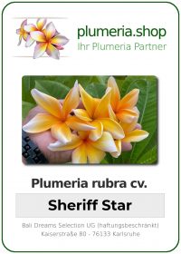 Plumeria rubra - "Sheriff Star"