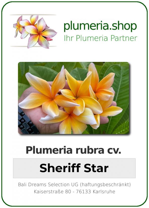 Plumeria rubra - &quot;Sheriff Star&quot;