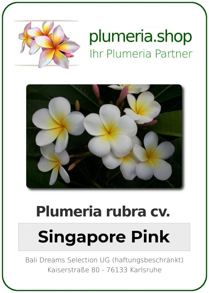 Plumeria rubra "Singapore Pink"