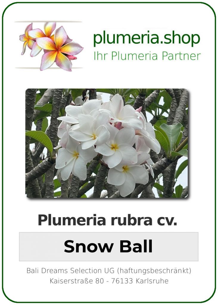 Plumeria rubra cv. "Snow Ball" - unbewurzelter Steckling
