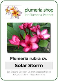 Plumeria rubra - "Solar Storm"